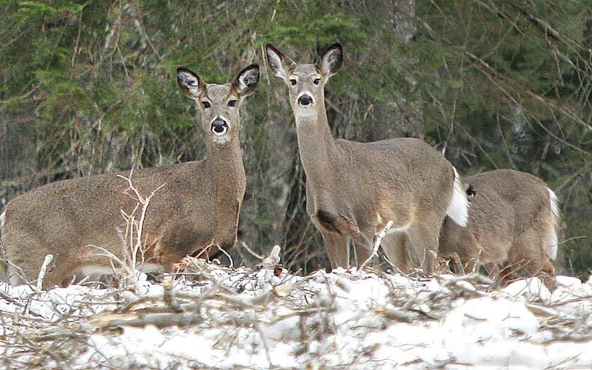 103120.O.DNT.minnesotadeerC3