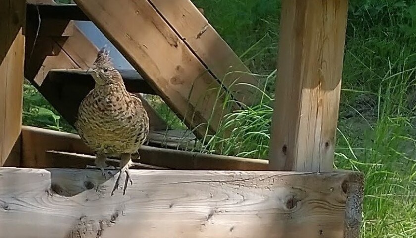 Ruffed grouse.jpg