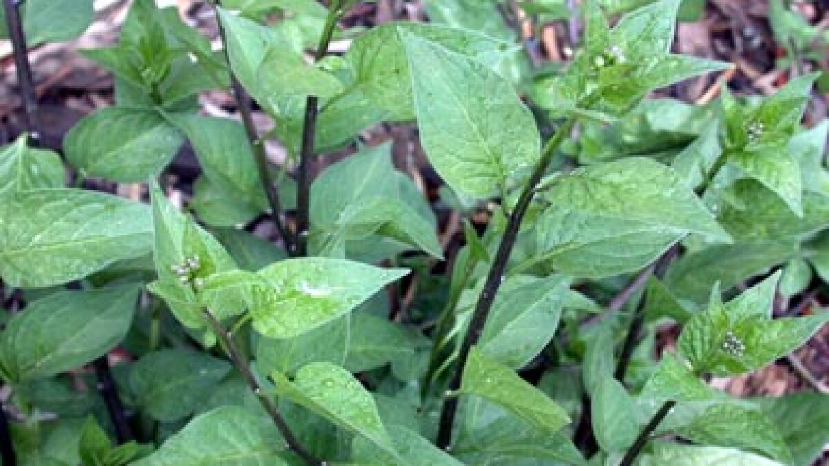 Ask A Master Gardener Nightshade Will Not Poison Garden Soil Duluth News Tribune News Weather And Sports From Duluth Minnesota Ask A Master Gardener Nightshade Will Not Poison Garden Soil Duluth News Tribune News Weather And Sports From Duluth Minnesota