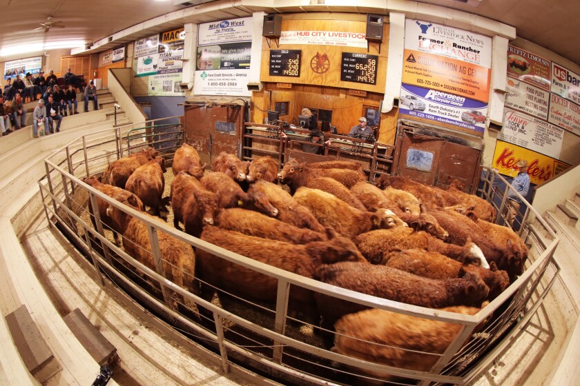 013122.AG.EdMelroeCattleTour07