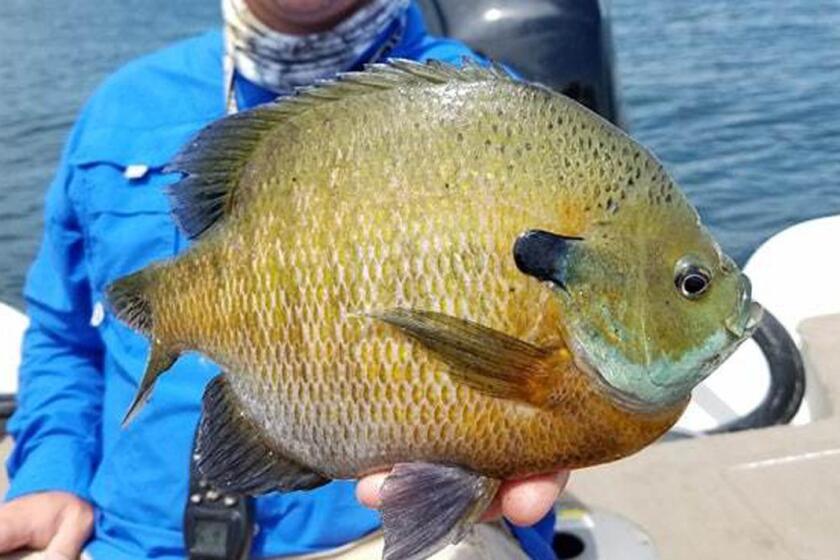 McFeely: DNR's bluegill initiative could lower limits in Becker, Otter Tail  lakes - Detroit Lakes Tribune