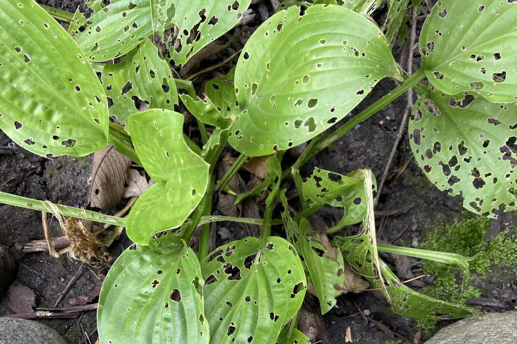 Hosta Rabbit Damage Fielding questions: What can be done to stop slugs from eating hostas ...