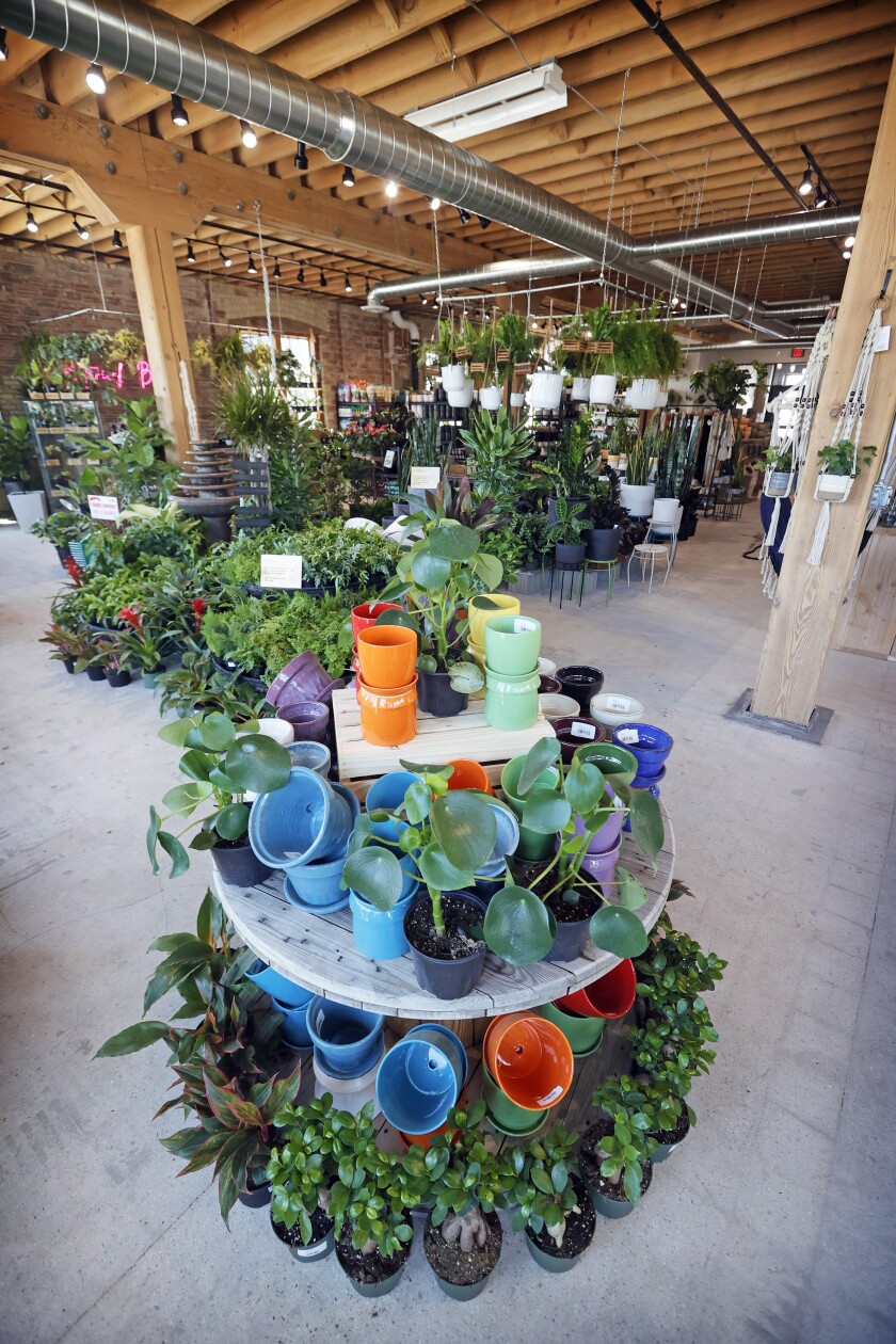 062822.B.FF.BOTANICALBROTHERS