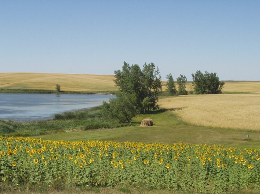 A field of sunflowers in the foreground of brown brown fields and a pond.
