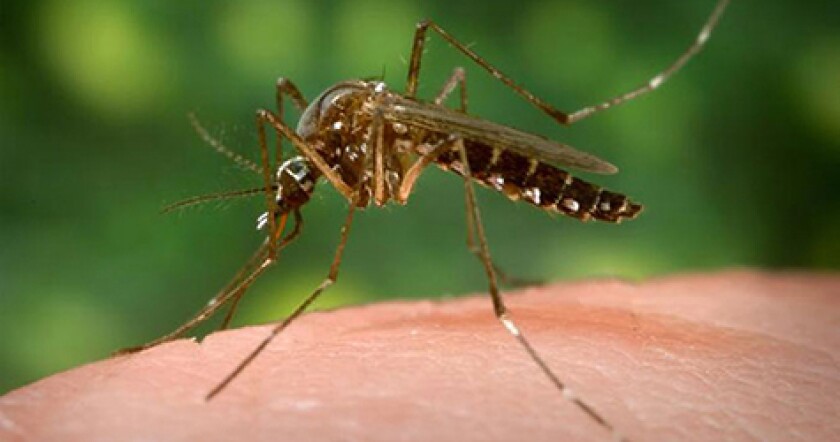 mosquito-flex.jpg