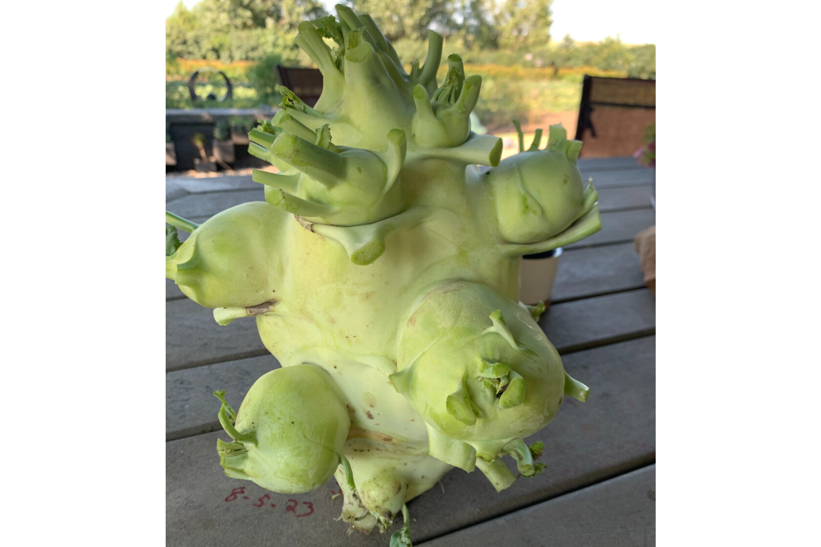 Fielding Questions Kohlrabi Conundrum When To Prune Lilacs Soil Fielding questions kohlrabi conundrum when to prune lilacs soil