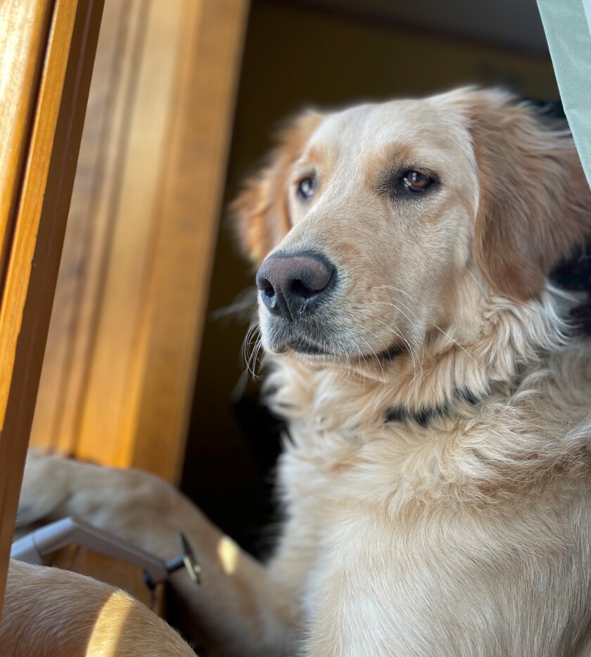 A golden retriever looks out a window.