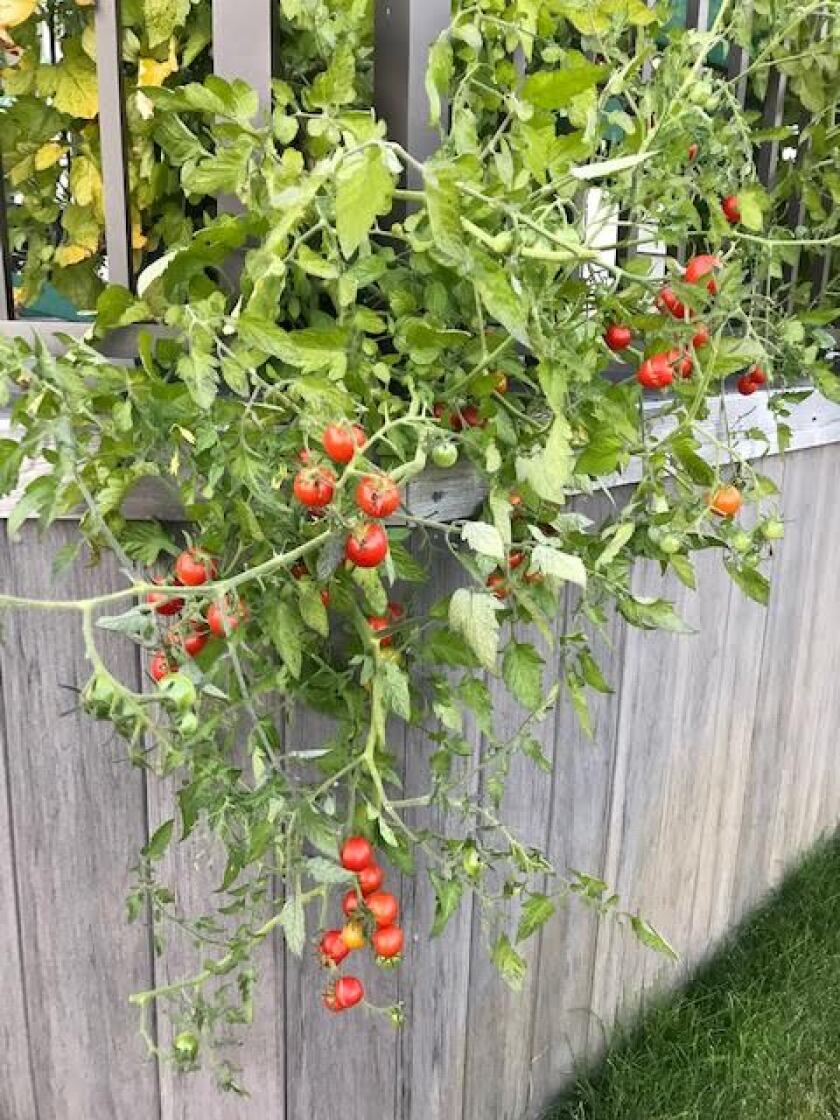 Container Garden 1.jpg