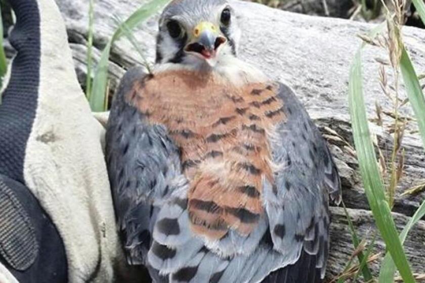 Protected Raptor injured in recent storm near Dickinson, N.D. - Agweek ...