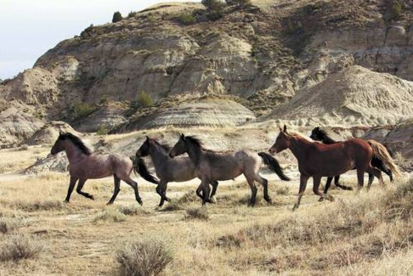 Five horses run in front of a rock face, their manes and tails flowing behind them.