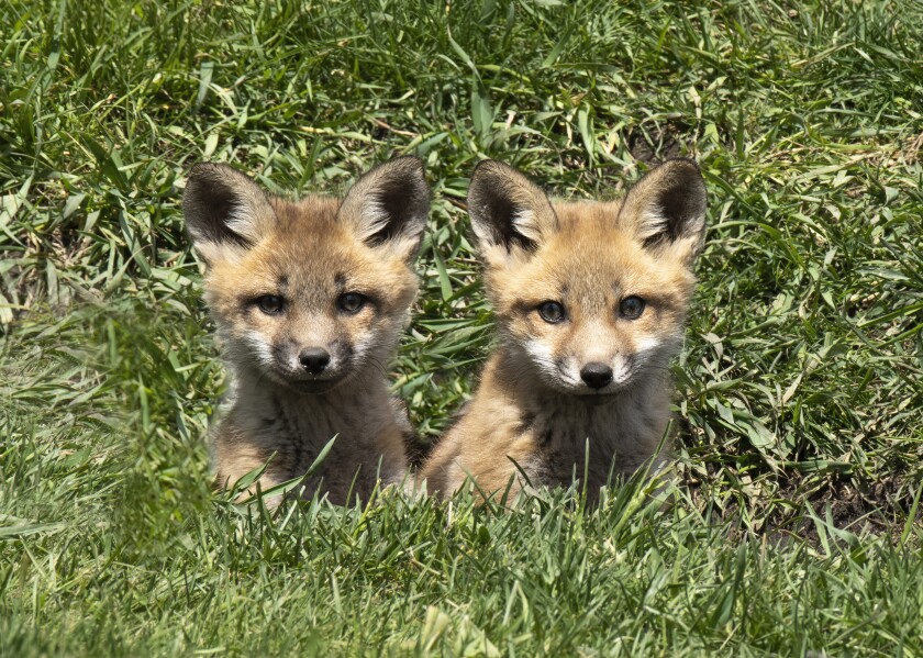 GeneStukelPups_DSC3219.jpg