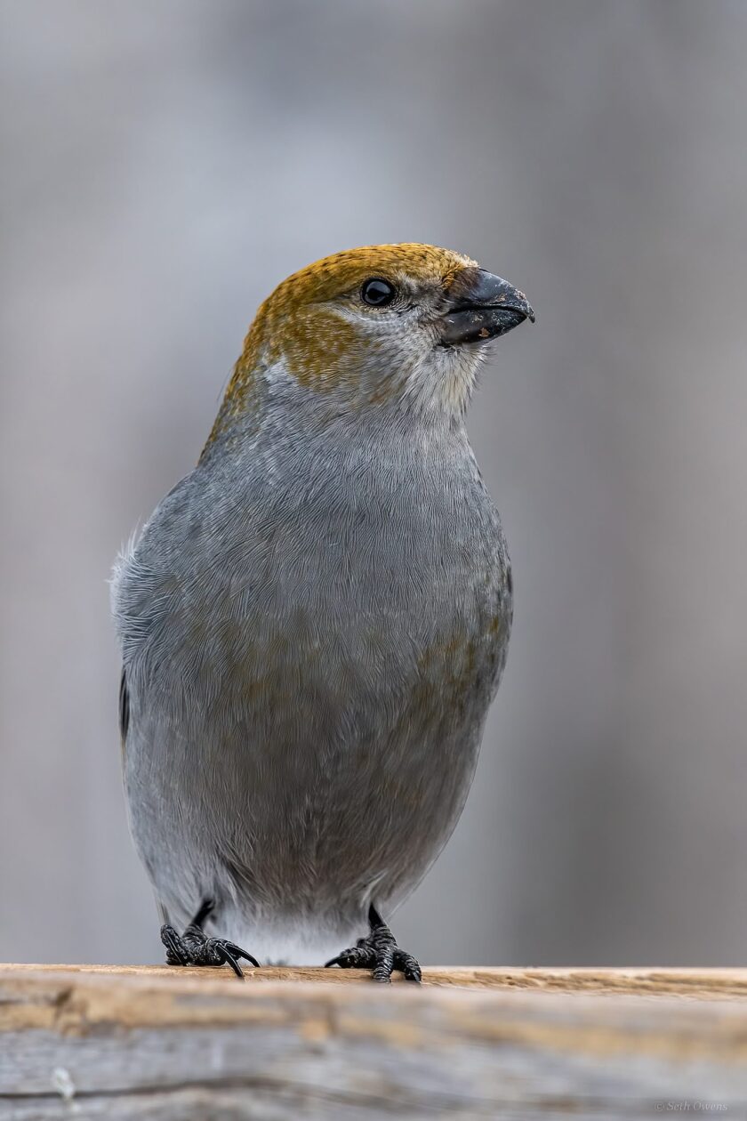 Pine Gosbeak Female - Seth Owens