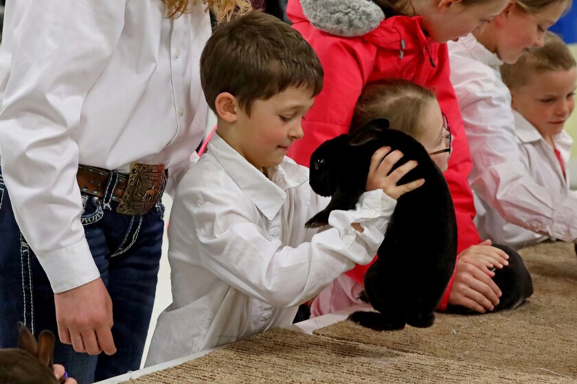 The 14th annual 4-H rabbit fun show and workshop judging Saturday, April 30, 2022, at the Crow Wing County Fairgrounds.