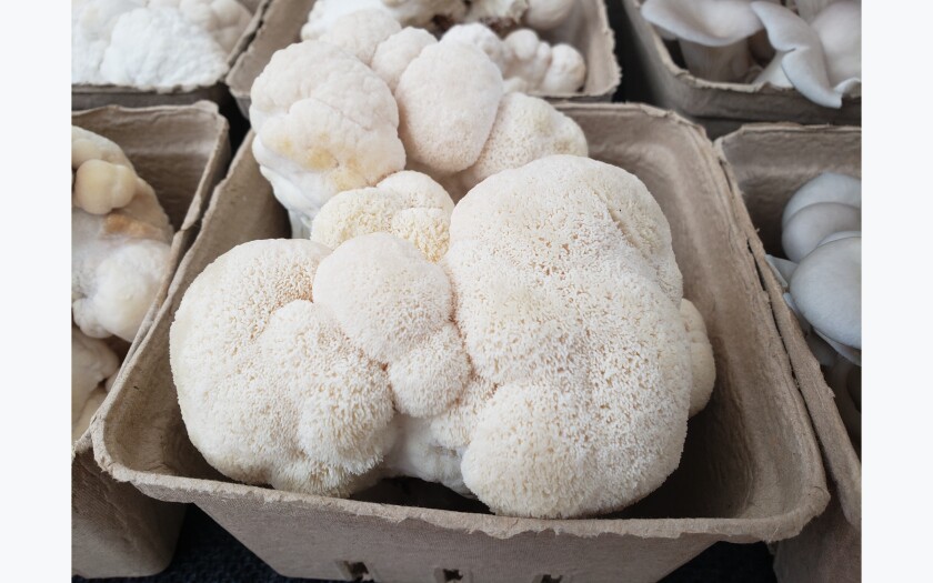 102221.B.FF.FUNGI