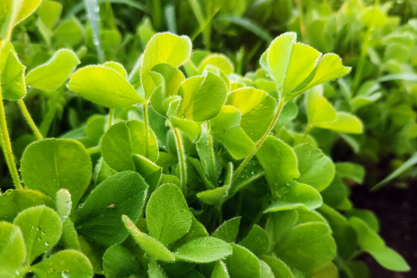 Cover crops, grazing and nitrogen fixation thoughts for spring planting ...