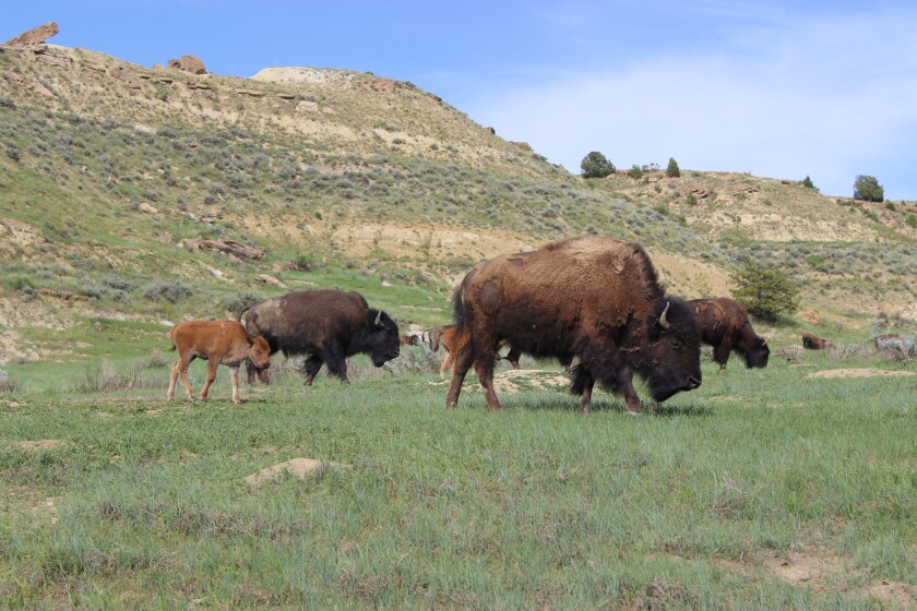 900869+061214.N.DP_.BISON 2.jpg
