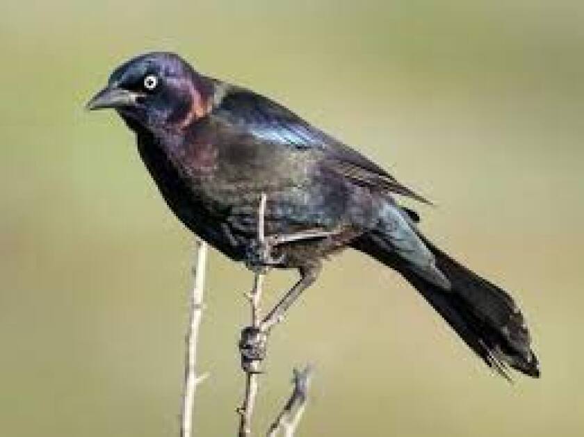black bird gripping branch