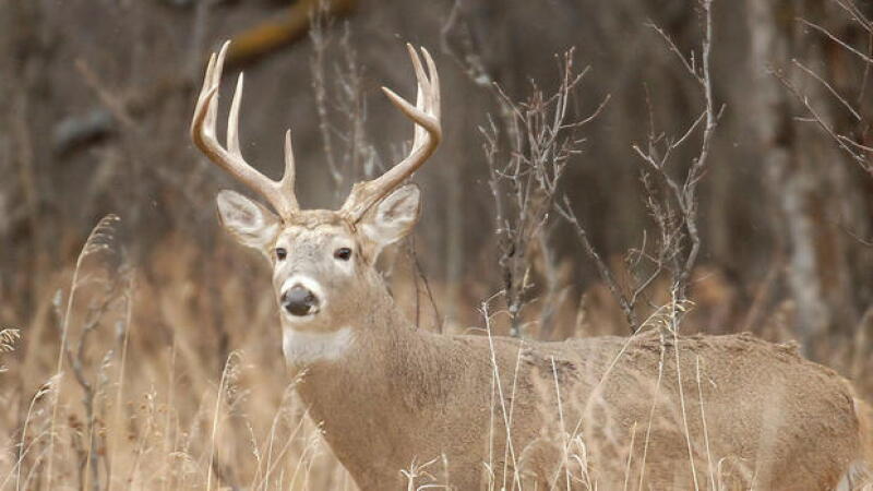 Minnesota Youth Deer Season Set to Open for Young Hunters