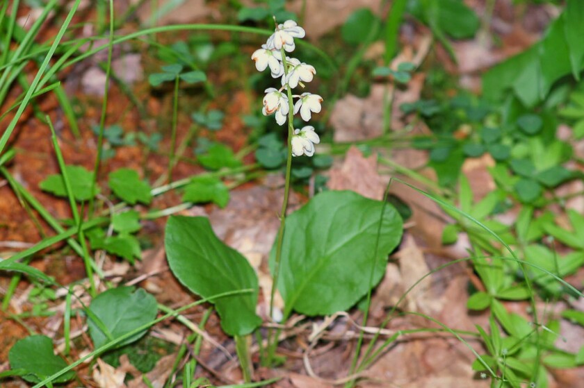 White shinleaf growing on a forest floor