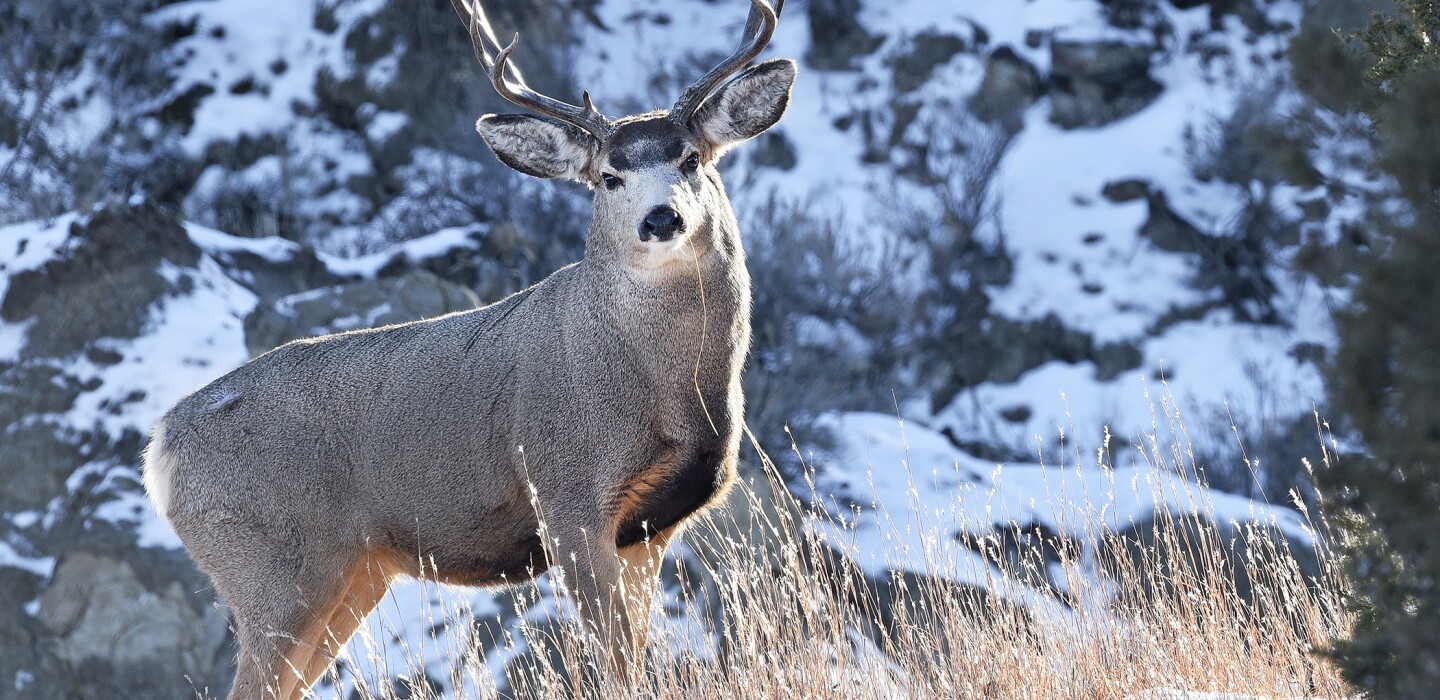 A Look At The North Dakota Deer Hunting Seasons InForum Fargo a-look-at-the-north-dakota-deer-hunting-seasons-inforum-fargo