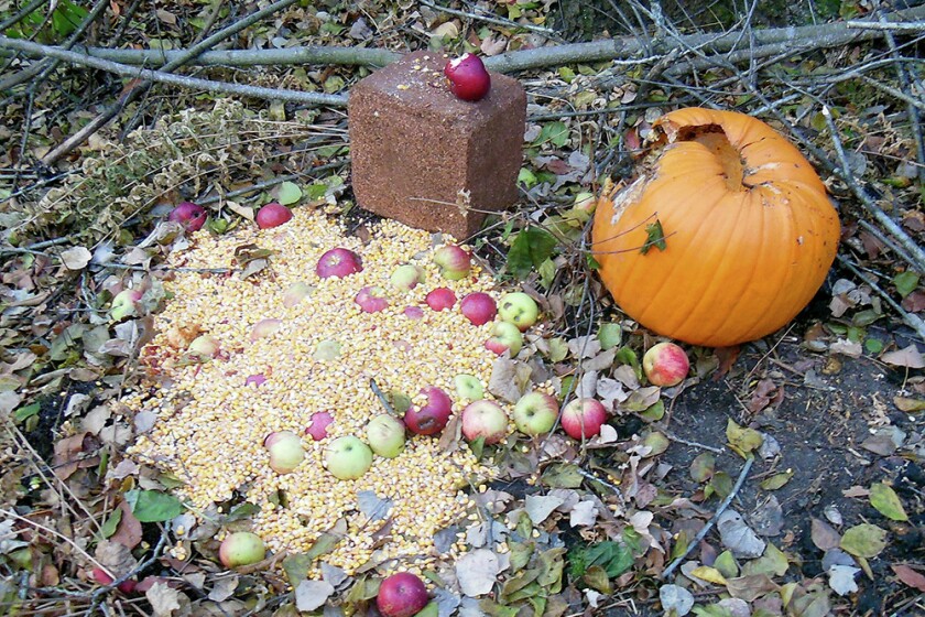 Baiting Deer With Apples: A Hunter's Secret Strategy