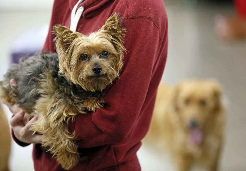 102420.B.FF.PETBOARDING.04.jpg