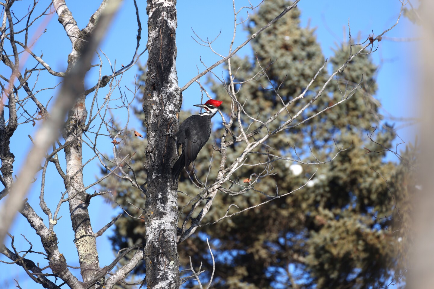 Pileated woodpecker on tree
