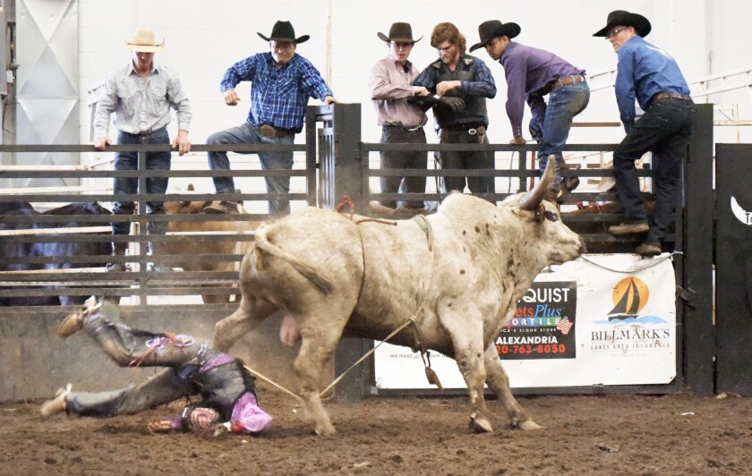 Bulls 2.jpg