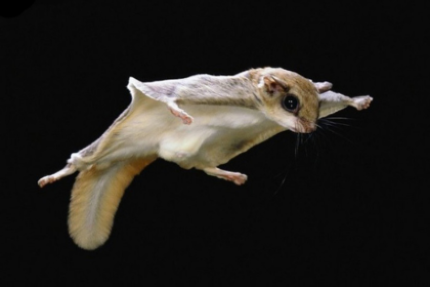 Surprise! Flying squirrels in Minnesota sometimes swoop down on bird