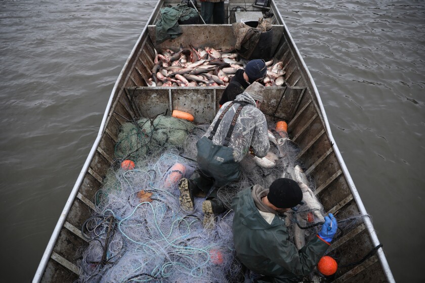 Carp cowboys' round up invasive Asian carp as Illinois, federal