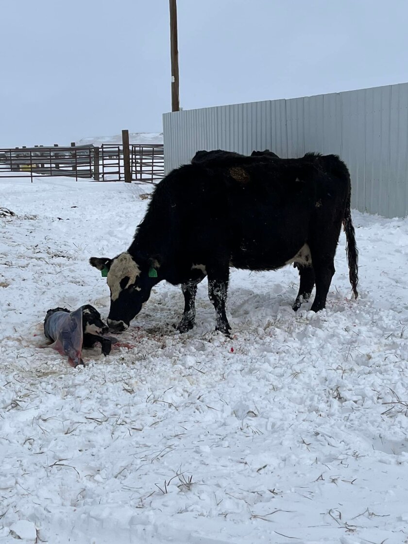 At JC Farms, a cow cleans her newborn calf during the historic blizzard storm that swept through North Dakota from Tuesday, April 12, through Thursday, April 14.