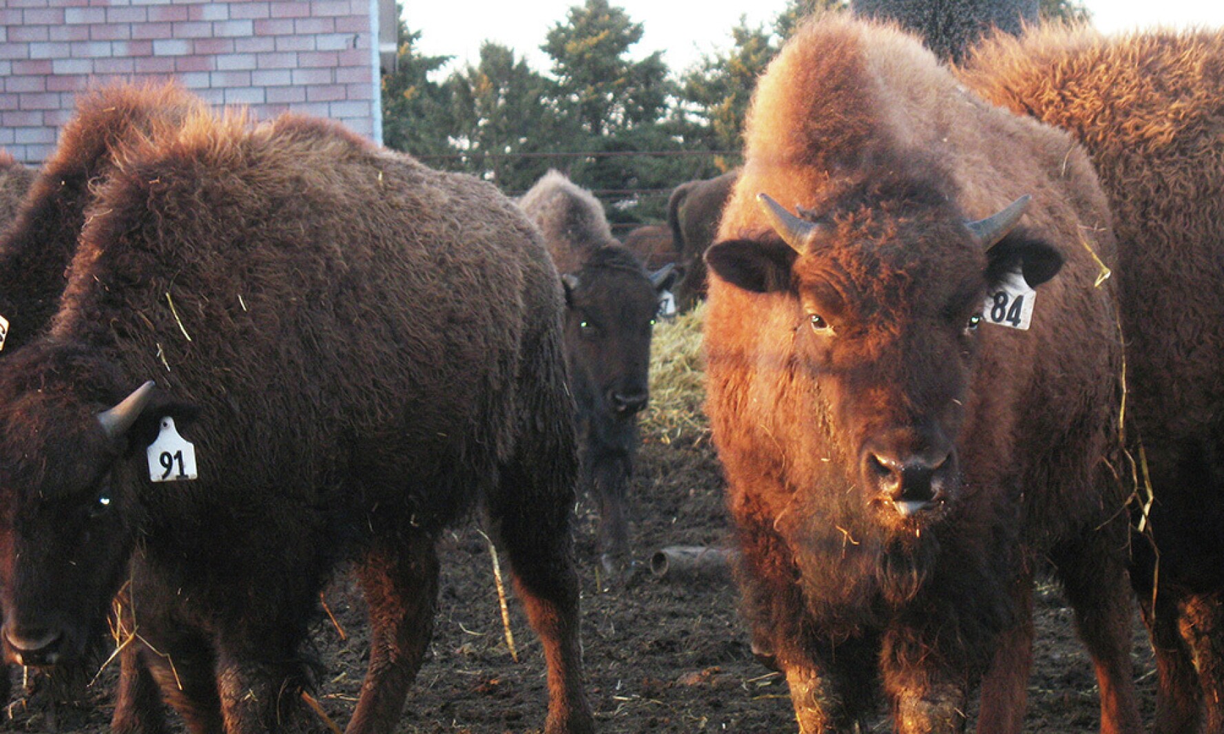 South Dakota-led beef and bison project among many climate-smart ag ...