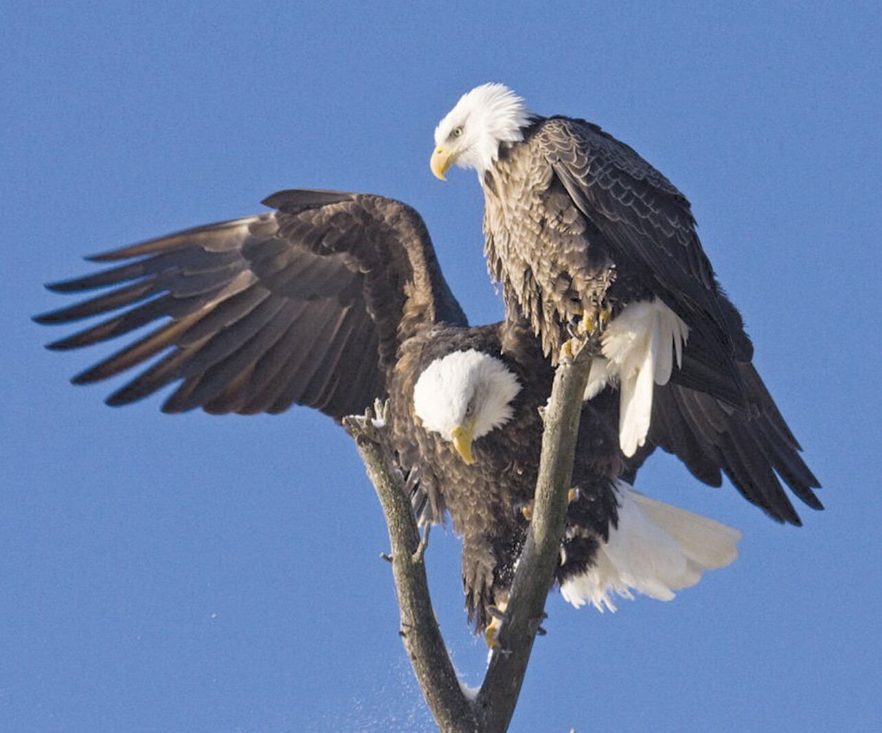 National Bald Eagle Day celebration June 22 in Bemidji area
