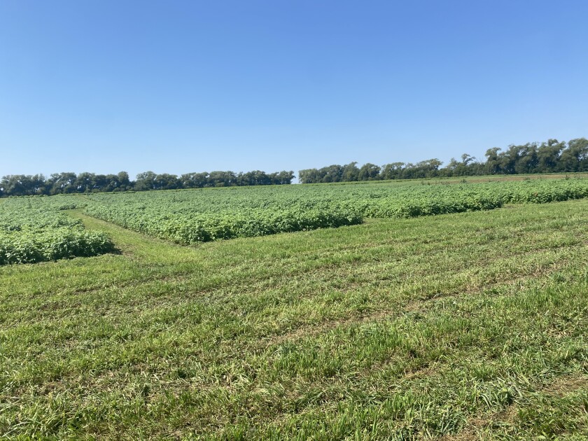 Red River Valley yellow potato acreage grows on market demand - Agweek