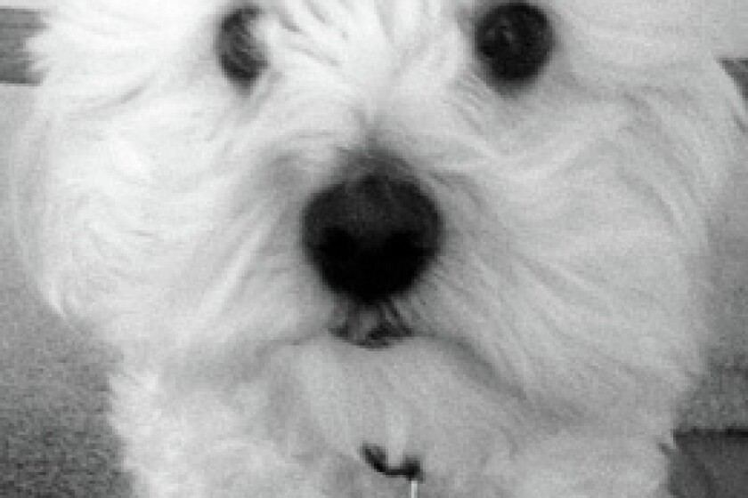 1225 BILLSDOG.jpg