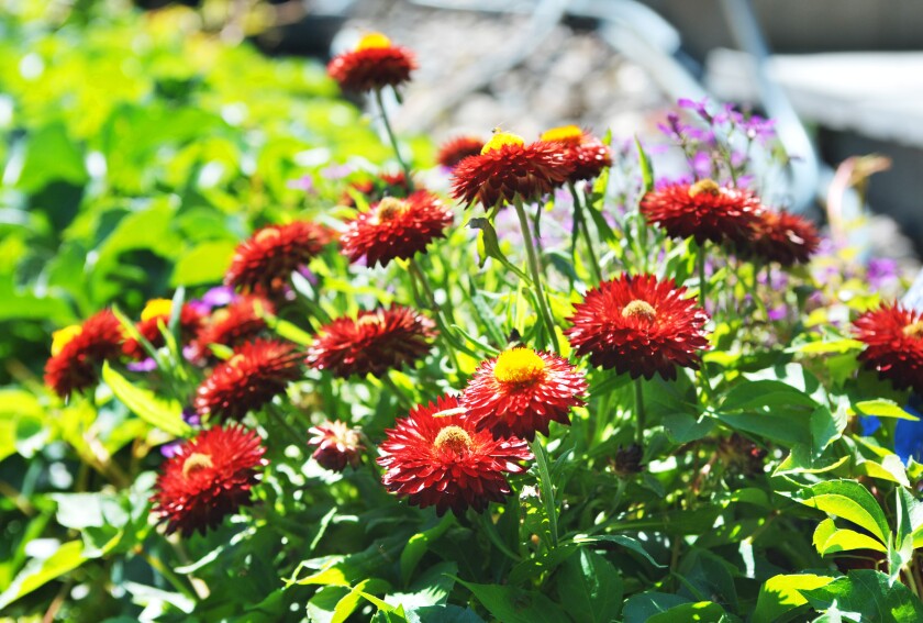 Garden tour