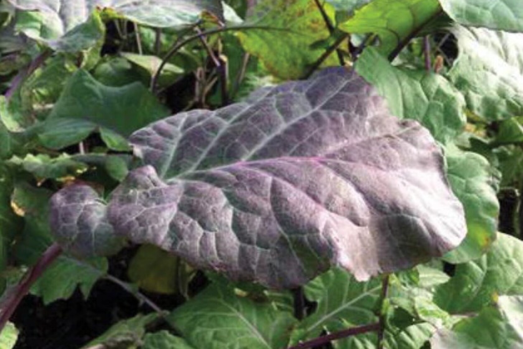 What’s a purple tree collard? - InForum | Fargo, Moorhead and West ...