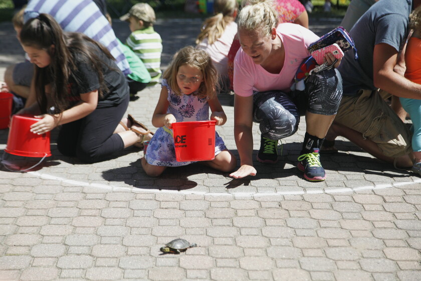 Perham Turtle Races 'The Turtle Keeper': Where Perham's racing turtles go when they're not ...