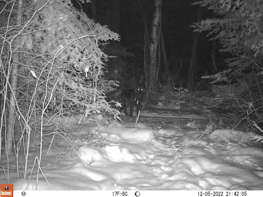 Trail camera captures memorable images of a wolf chasing a deer on Oak ...