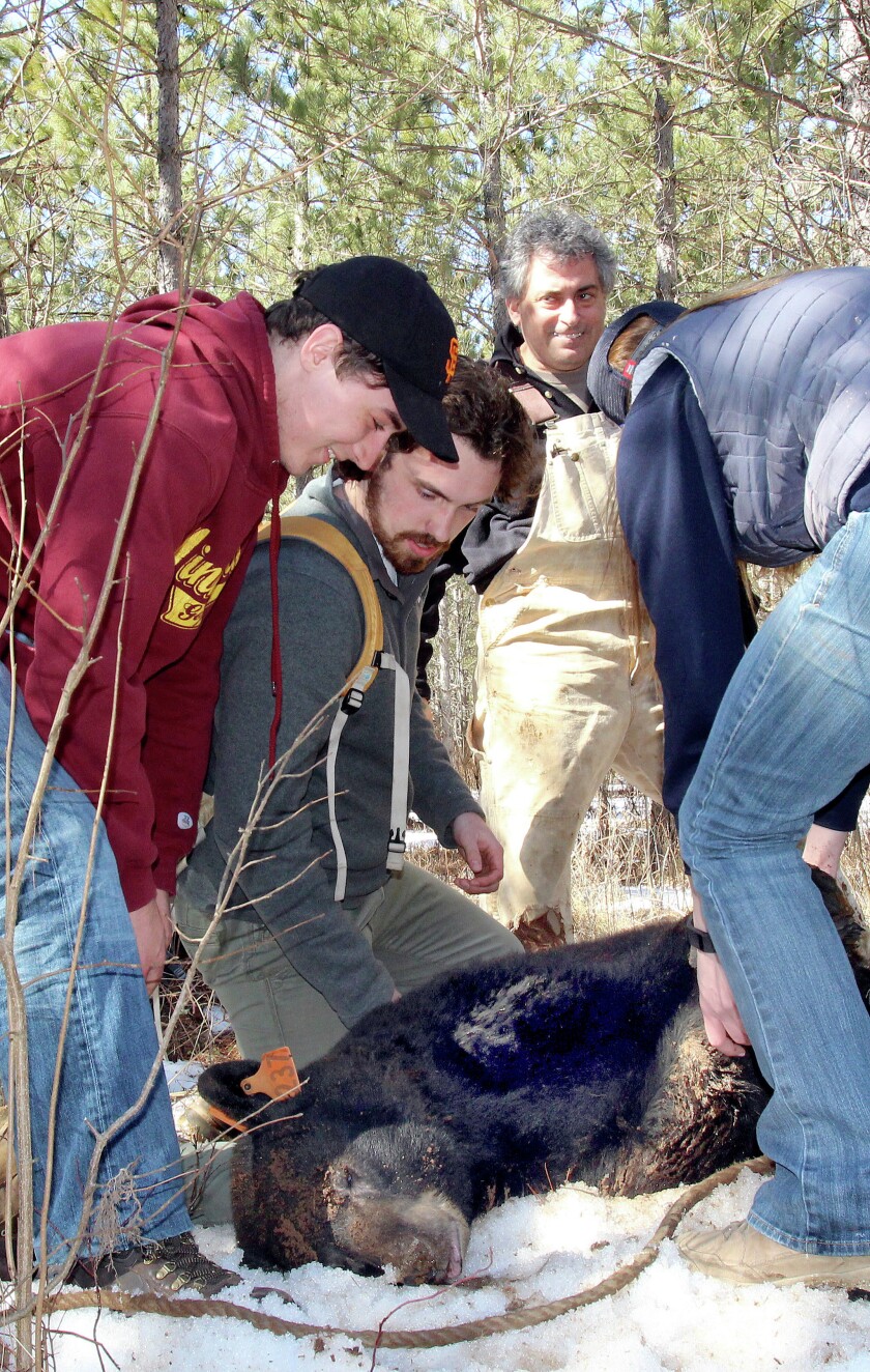 2399190+cookBEAR0318c4.jpg