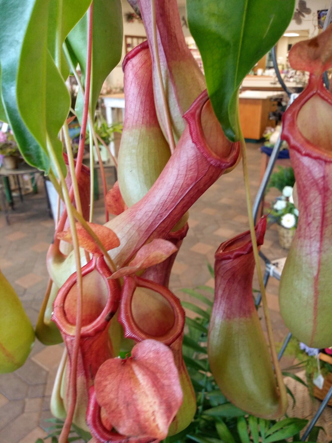 Are Pitcher Plants Toxic to Cats: Essential Safety Tips