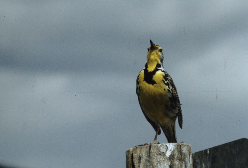 Meadowlark