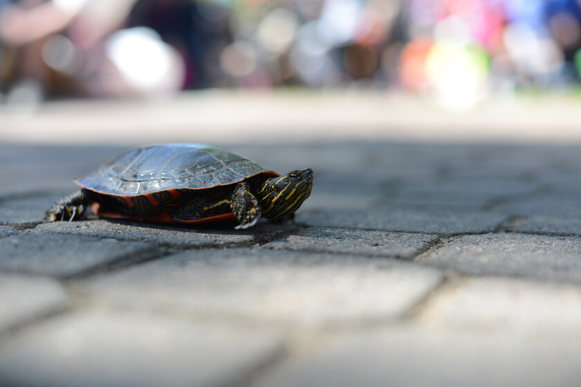 Perham Turtle Races Turtle Fest is a go, with some changes; Turtle Races are canceled ...
