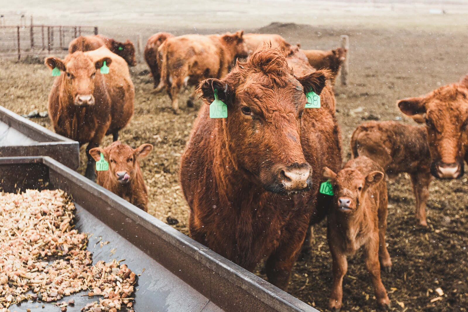 GronsethCattleFarm-5.jpg