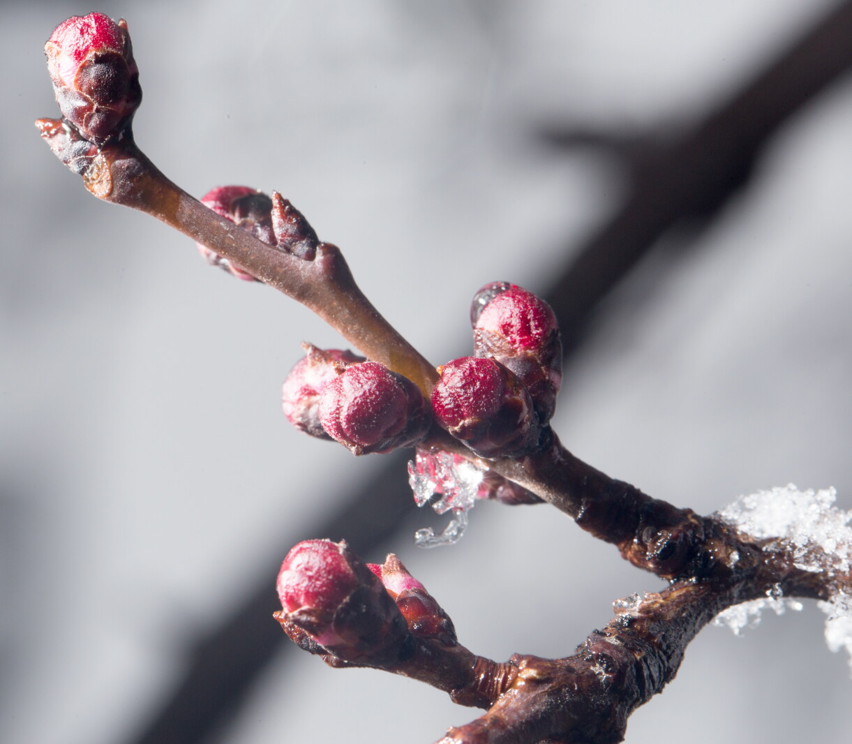 Winterize Small Tree Tips for winterizing your trees, plants - Park Rapids Enterprise | News ...