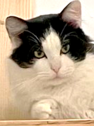 PETS_Mike.png