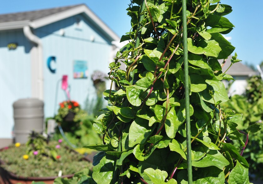Garden tour