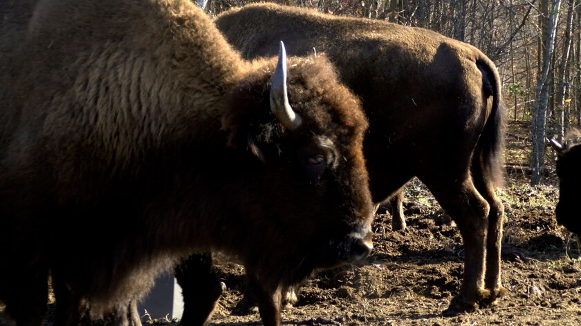 Bison Rancher pic 6.jpg