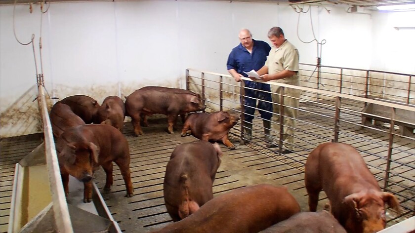 011022.AG.CompartPork02.jpg