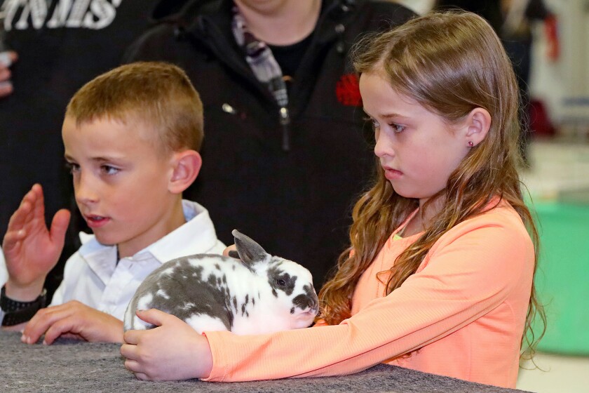 The 14th annual 4-H rabbit fun show and workshop judging Saturday, April 30, 2022, at the Crow Wing County Fairgrounds.